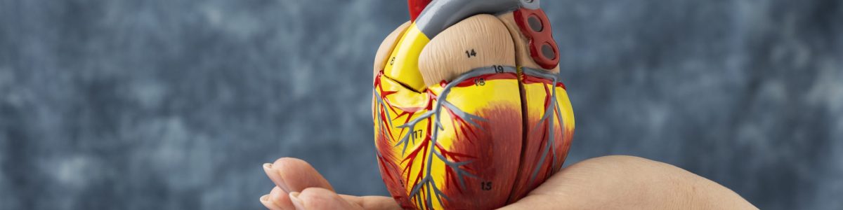 person-holding-anatomic-heart-model-educational-purpose